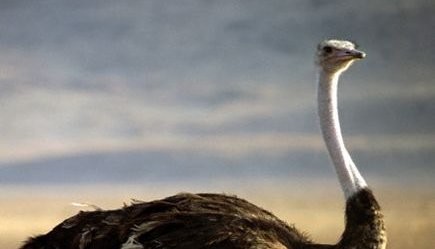 A picture of an Ostrich. 